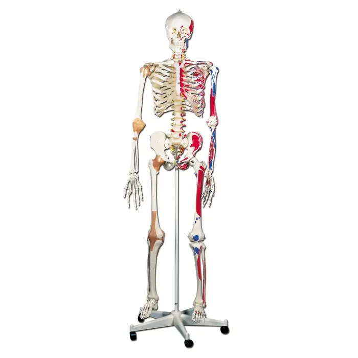 Low Price 3B Scientific Human Skeleton Model with Muscles and Ligaments, Pelvic Mounted